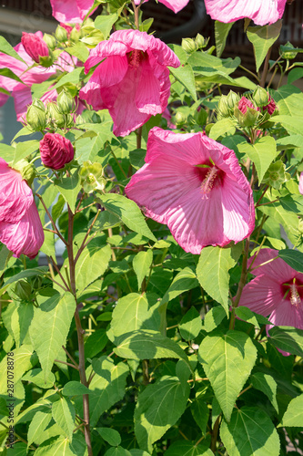 Pink hibiscus flower, also called Chinese rose, Chinese hibiscus, Hawaiian hibiscus. Floral Background. Selective focus. photo