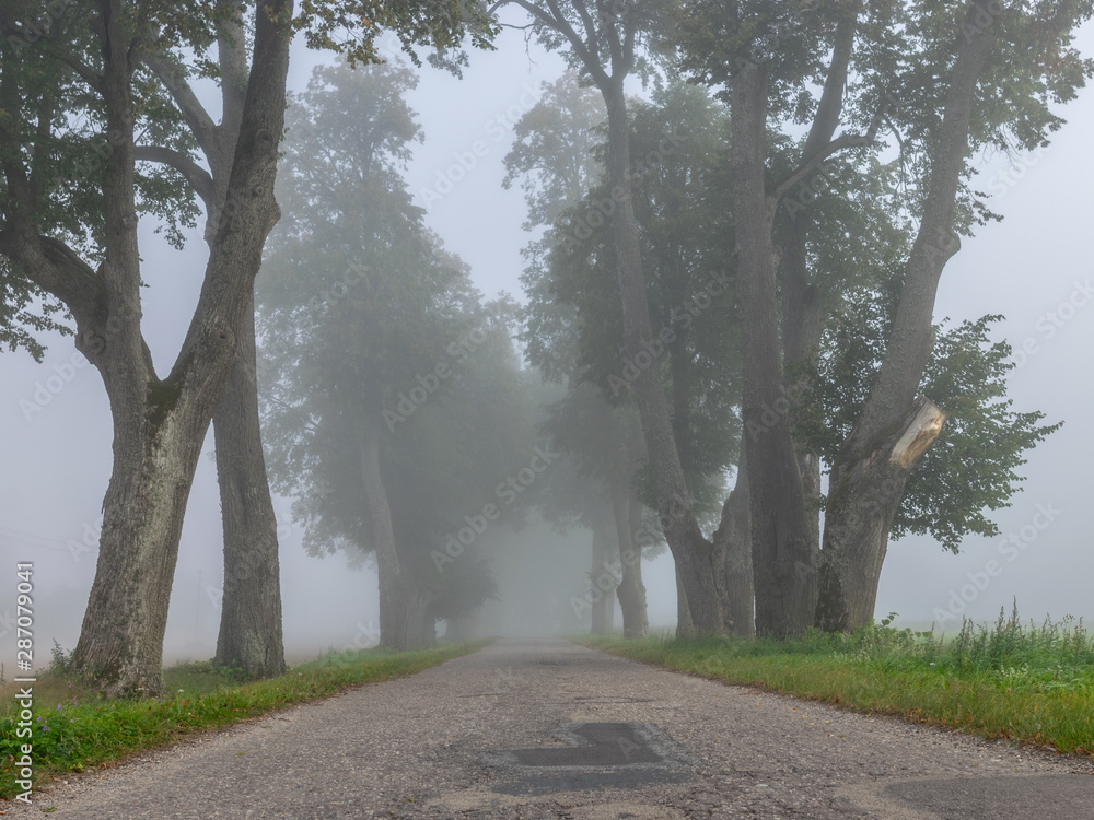 misty landscape with tree alley, tree silhouettes in mist, Latvia misty landscape with tree alley, tree silhouettes in mist, Latvia