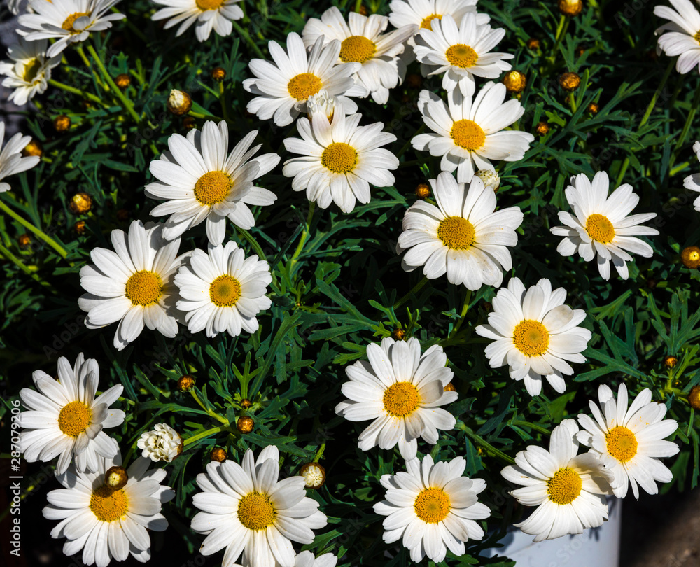 A shrub with white daisies. Baden Baden, Baden Württemberg, Germany A shrub with white daisies. Baden Baden, Baden Württemberg, Germany