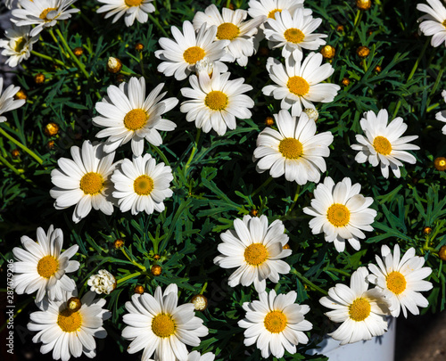 A shrub with white daisies. Baden Baden  Baden W  rttemberg  Germany