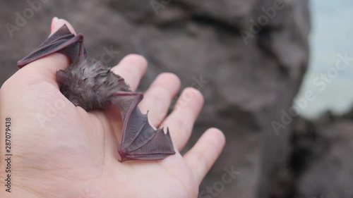 Baby bat i the woman's hand - The Egyptian slit-faced bat, Nycteris thebaican