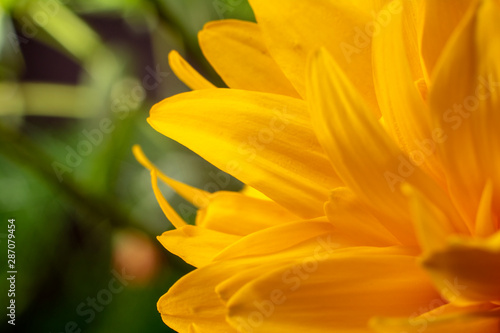 Close up of yellow flower  macro. Floral and natural background. Top view.