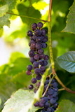 bush of dark grapes. grown without chemistry. Designed for making wine