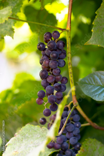 Wallpaper Mural bush of dark grapes. grown without chemistry. Designed for making wine Torontodigital.ca
