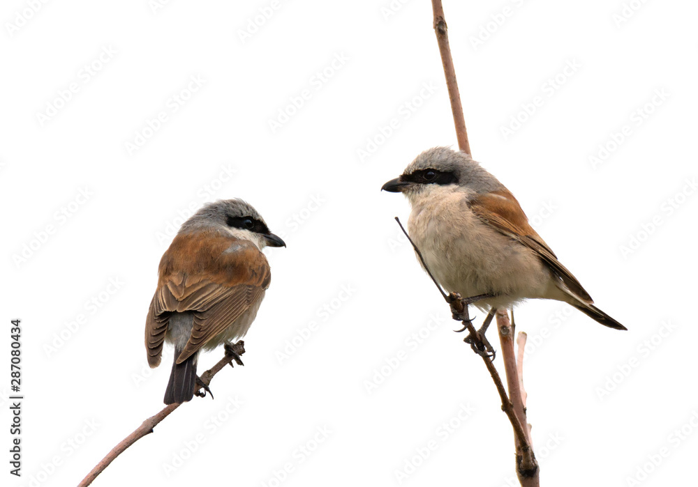 Fototapeta premium Shrikes sitting on tree branch