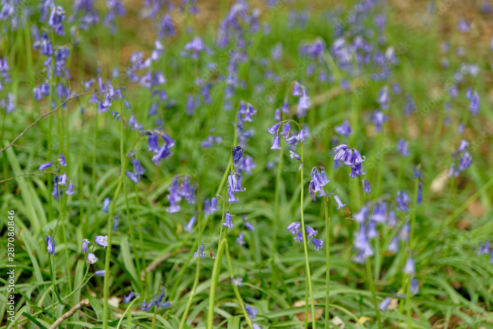 Fototapeta premium Spring bluebells flowering in an English woodland