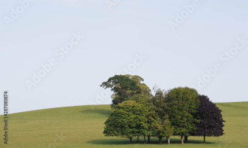 trees milnthorpe