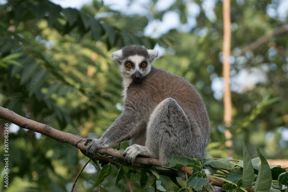 Fototapeta premium Lemur de cola anillada en la jungla de Madagascar