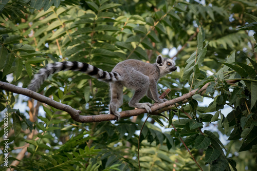 Lemur de cola anillada en la jungla de Madagascar