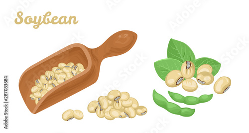 Soybeans in wooden scoop isolated on white background. Soya, green pods and heap of beans. Vector illustration of legumes in cartoon simple flat style.