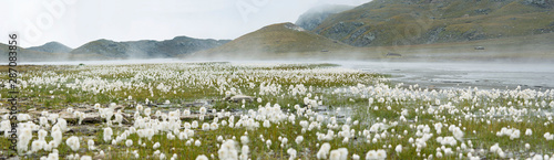 Mountains landscape with Eriophorum Scheuchzeri flower or cottongrass. Gran Paradiso National Park, italian Alps. Italy