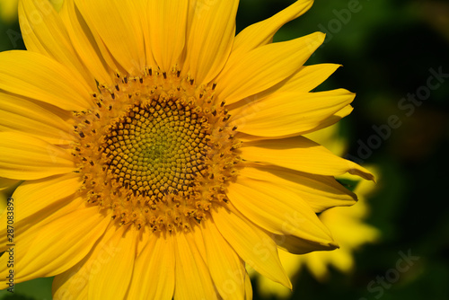 Closeup of a single brilliant yellow blooming sunflower in front of dark background © leopictures