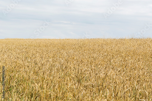 Wheat field against cloudy sky.