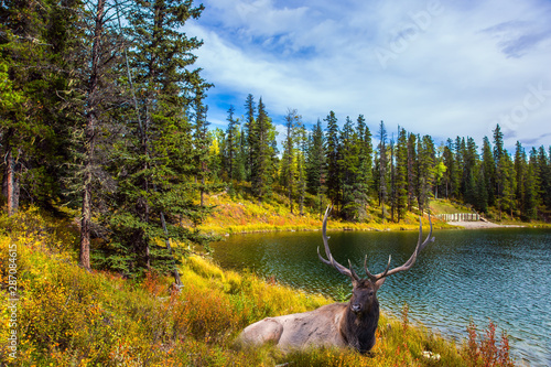 Deer resting in the grass by the lake photo