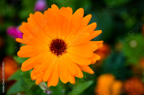 Beautiful orange gerbera flower in a summer garden