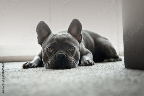 Tired French bulldog photo