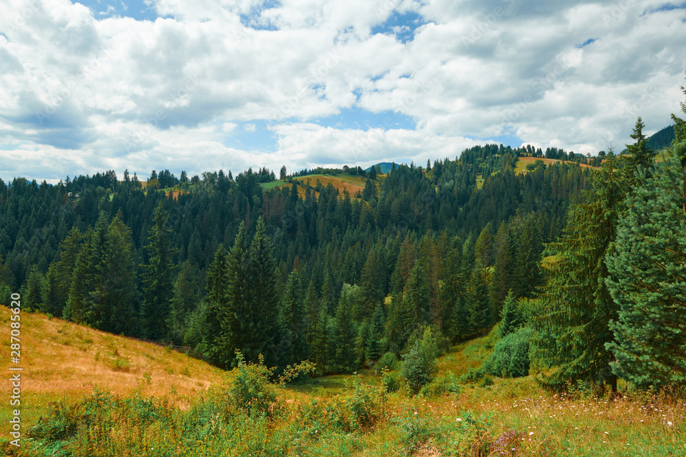 Beautiful summer landscape - spruces on hills, cloudy sky at bright sunny day. Carpathian mountains. Ukraine. Europe. Travel background. Beautiful summer landscape - spruces on hills, cloudy sky at bright sunny day. Carpathian mountains. Ukraine. Europe. Travel background.