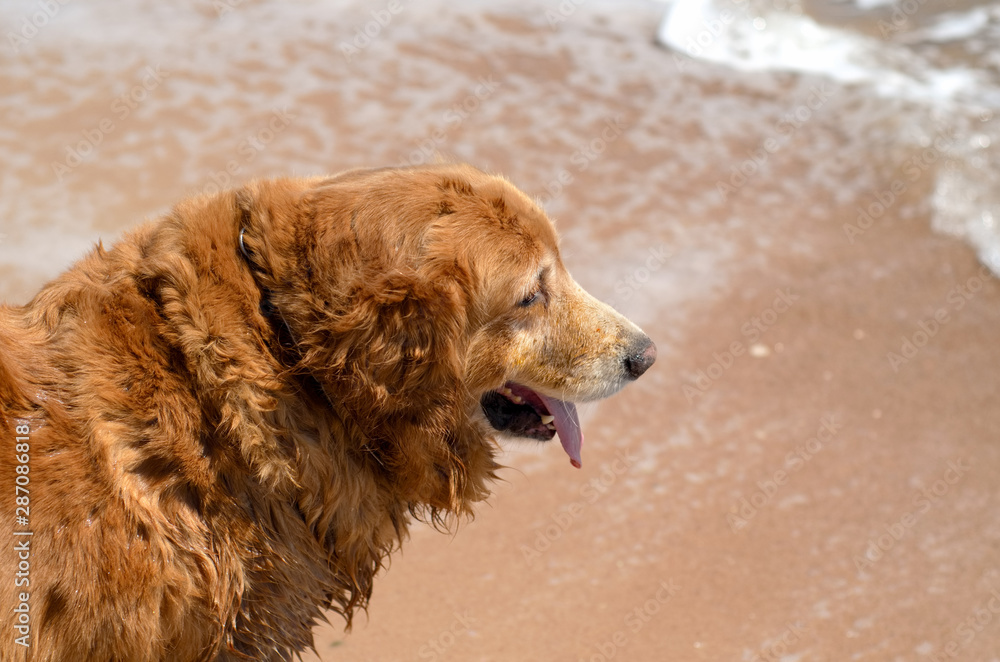 Golden Retriever dog breed laying down on the beach and wave
