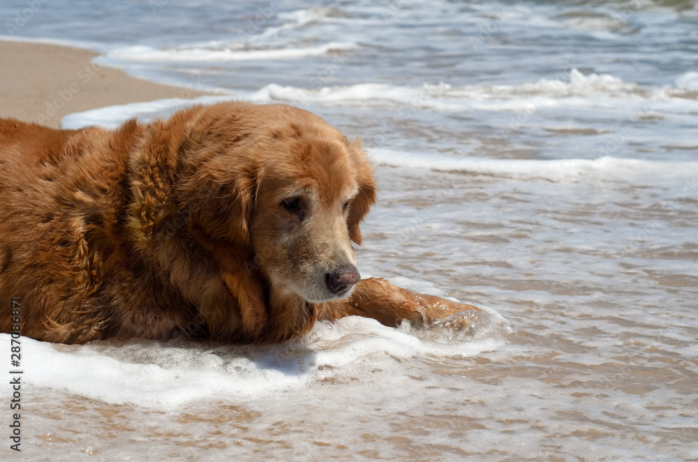 Golden Retriever dog breed laying down on the beach and wave