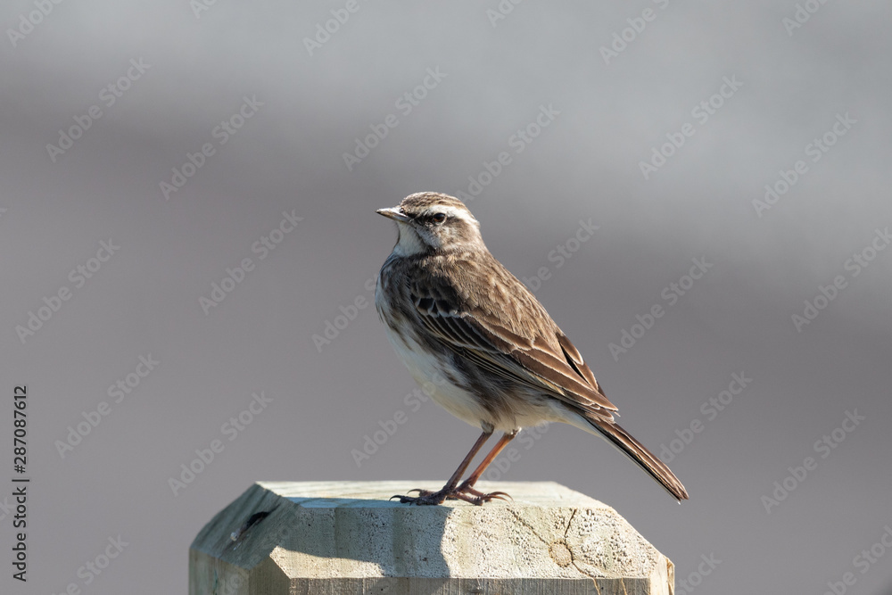 Fototapeta premium Australasian Pipit
