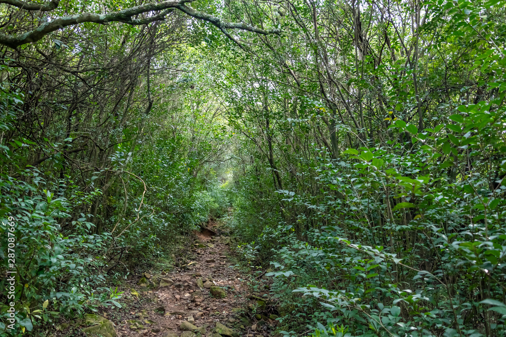 Obraz premium walking through the indigenous mountain, walk and excellent exercise in nature