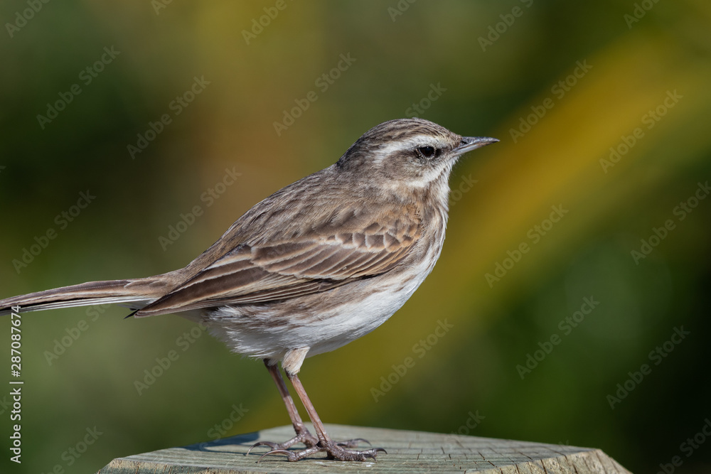 Fototapeta premium Australasian Pipit