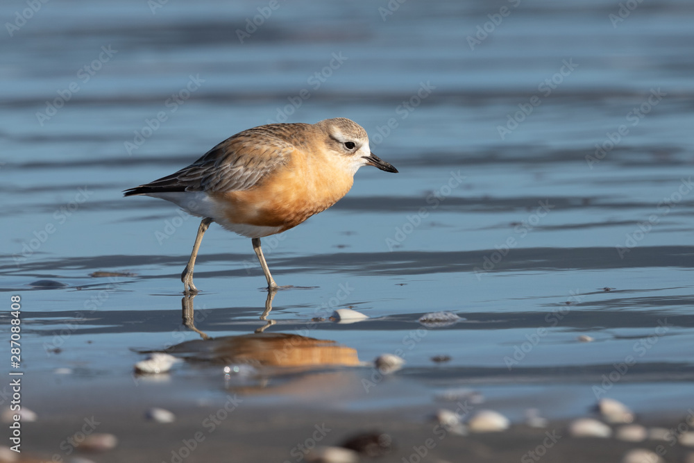 New Zealand Dotterel New Zealand Dotterel