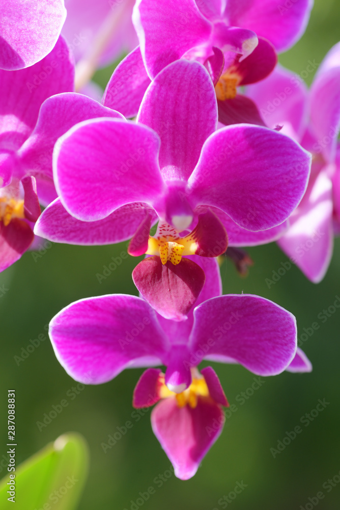 Purple orchid flower close up on blurred green vagenta bokeh background Purple orchid flower close up on blurred green vagenta bokeh background
