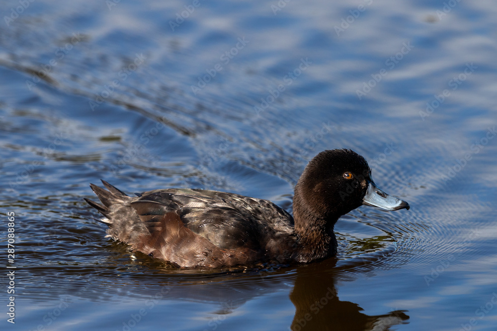 New Zealand Endemic Scaup Duck New Zealand Endemic Scaup Duck