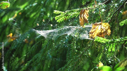 spider web in spruce branches in the sun