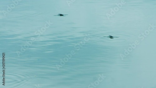 A group of water striders is skating against the flow