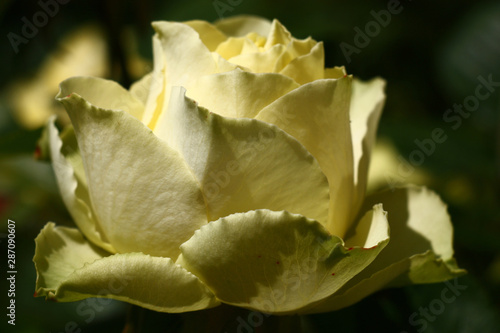The single faintly yellow rose lit with the day sun. Play of light and shadow on petals.