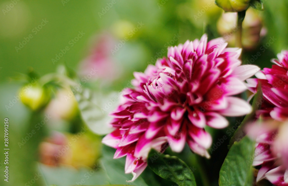 Closeup of a beautiful Mystery Day Dahlia flower Closeup of a beautiful Mystery Day Dahlia flower