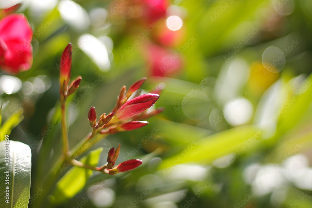 Red Mandevilla/Dipladenia Flower Buds in spring Red Mandevilla/Dipladenia Flower Buds in spring