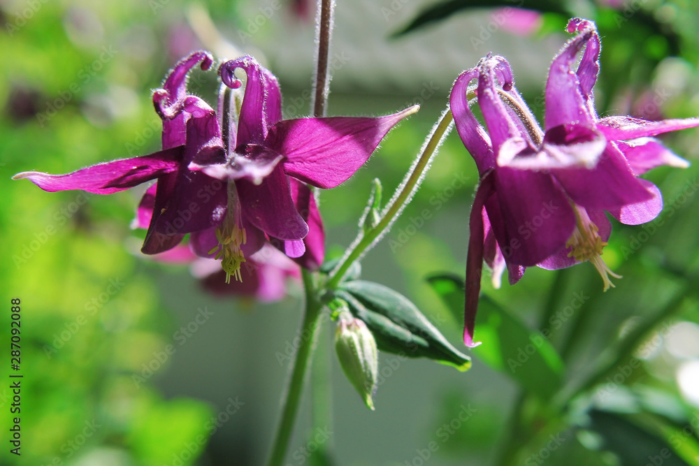 Purple Aquilegia Columbine flower in a garden Purple Aquilegia Columbine flower in a garden