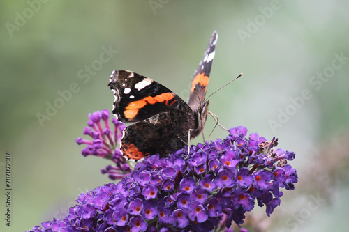 Closeup of a red admiral butterfly on a purple lilac flower