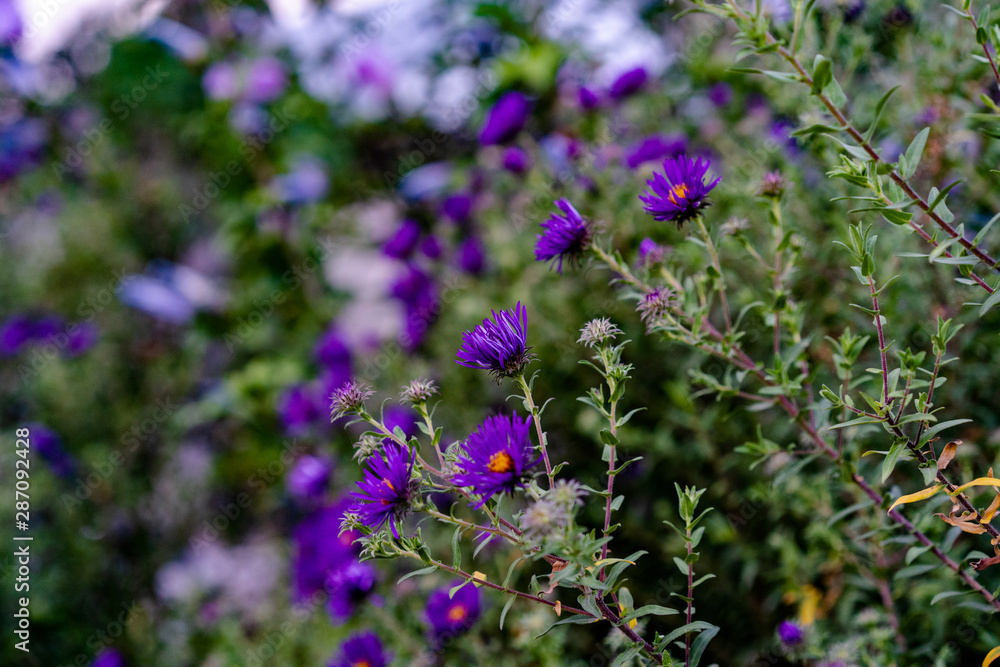Purple street flowers with a yellow center Purple street flowers with a yellow center