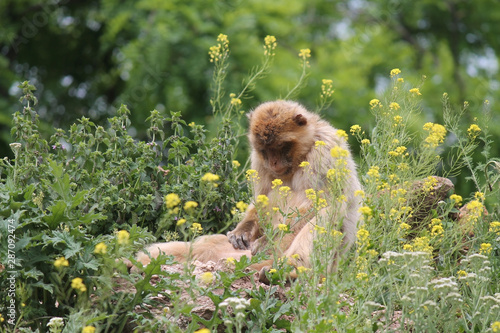 Barbary macaque monkeys delousing itself between flowers and grass