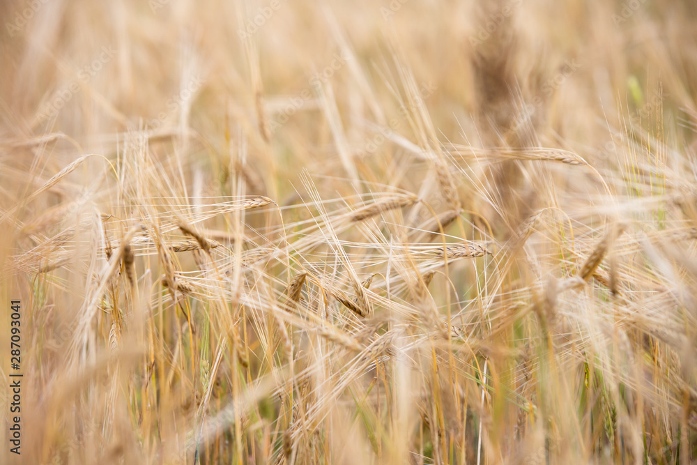 Fototapeta premium Young wheat grows on the field.