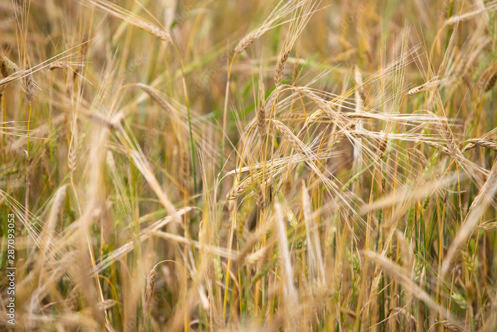 Fototapeta premium Young wheat grows on the field.