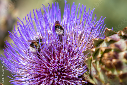 Double Bee
