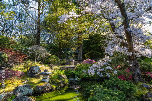Idyllic scene in a japanese tea garden with cherry blossoms on the right, water and other beautiful plants everywhere