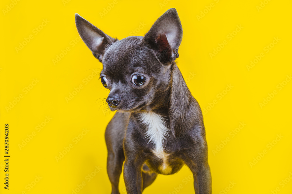 Gray chihuahua puppy on a yellow background. Looking down. Close-up.