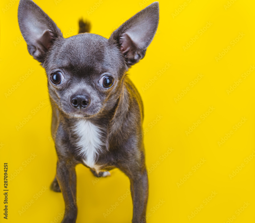 Gray chihuahua puppy on a yellow background. Big ears. Looking at the camera. Close-up.