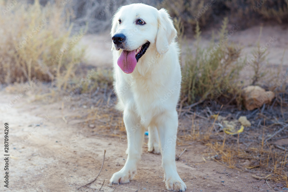 Portrait of a young golden retriever