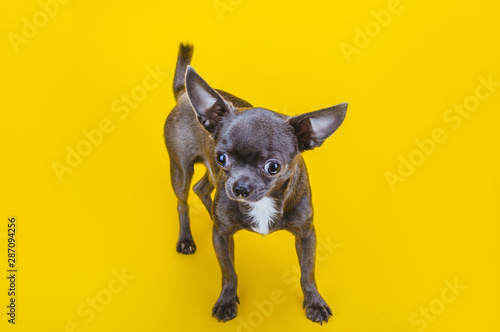 Fototapeta Naklejka Na Ścianę i Meble -  Gray chihuahua puppy on a yellow background. Full length. Looking down. Close-up. Negative space. Copy space.