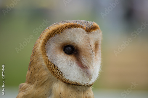 portrait of a young beautiful red owl barn owl (Tyto alba) close-up © tadoma