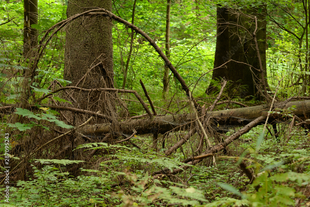 Fallen tree in pine forest at summer day. Fallen tree in pine forest at summer day.