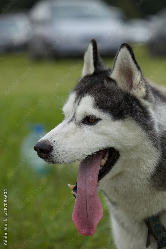 close-up portrait of a young husky dog of black and white color