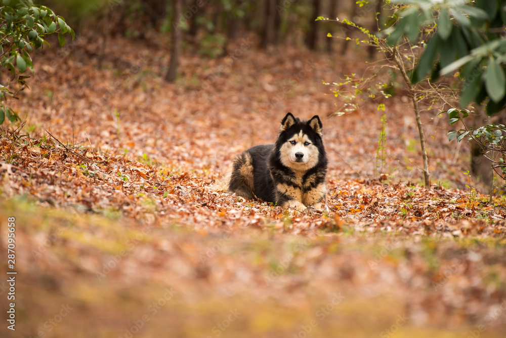 Fototapeta premium Alaskan Malamute husky